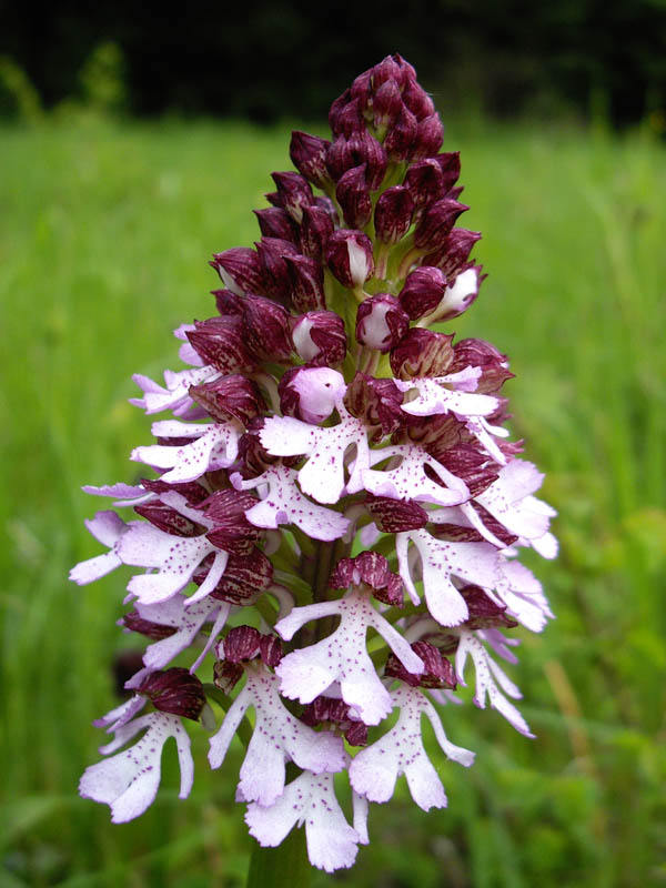 Orchis purpurea